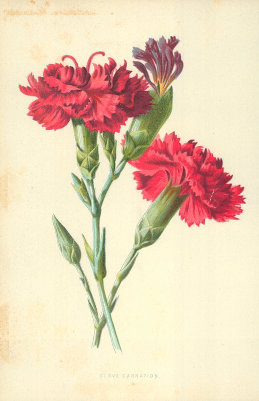 Anjer door Frederick Edward Hulme