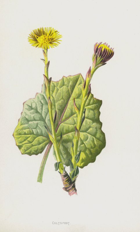 Klein hoefblad door Frederick Edward Hulme