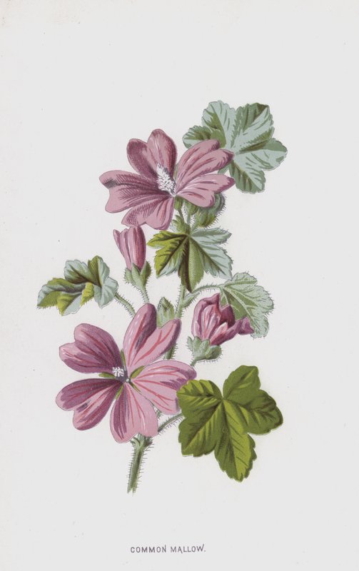 Kaasjeskruid door Frederick Edward Hulme