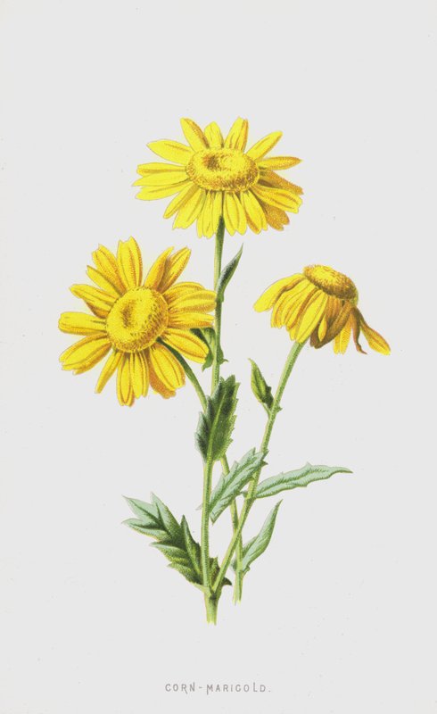 Gele Ganzebloem door Frederick Edward Hulme