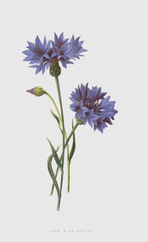 Korenbloem door Frederick Edward Hulme
