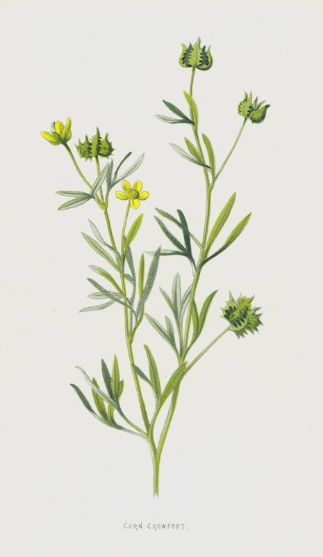 Korenbloem door Frederick Edward Hulme