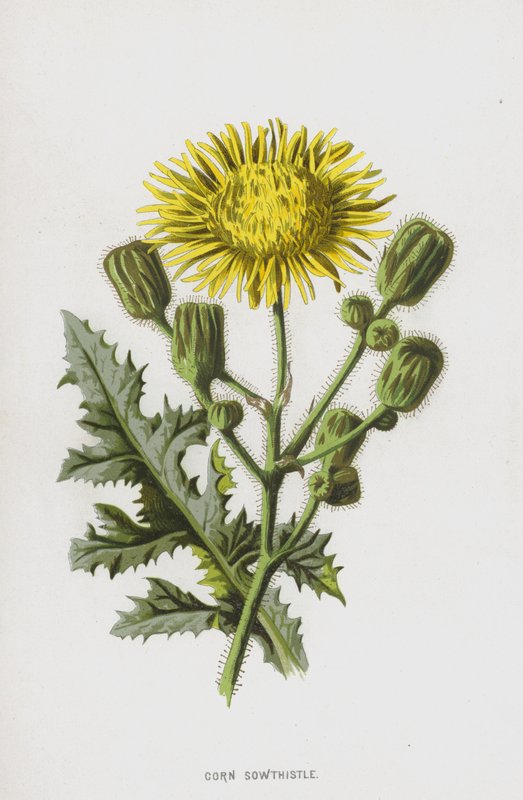 Akkerdistel door Frederick Edward Hulme
