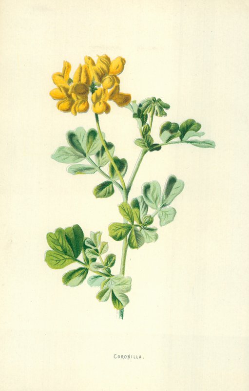 Coronilla door Frederick Edward Hulme