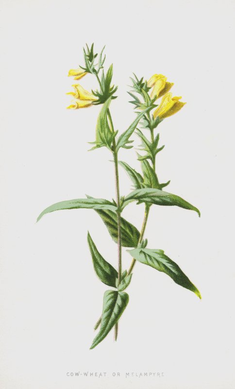 Koewet of Melampyrum door Frederick Edward Hulme