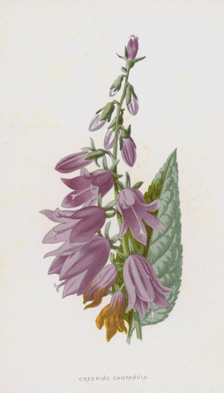 Kruipende Klokjesbloem door Frederick Edward Hulme