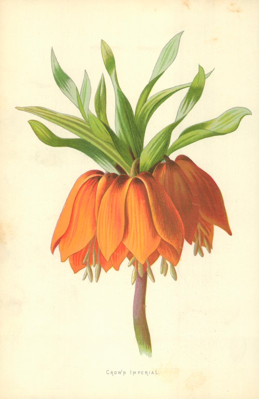 Keizerskroon door Frederick Edward Hulme