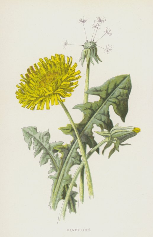 Paardenbloem door Frederick Edward Hulme