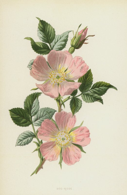 Hondsroos door Frederick Edward Hulme