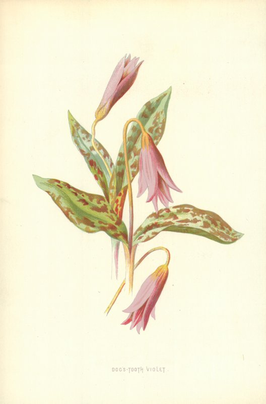 Hondstand door Frederick Edward Hulme
