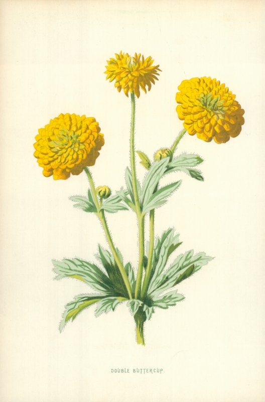 Dubbele boterbloem door Frederick Edward Hulme