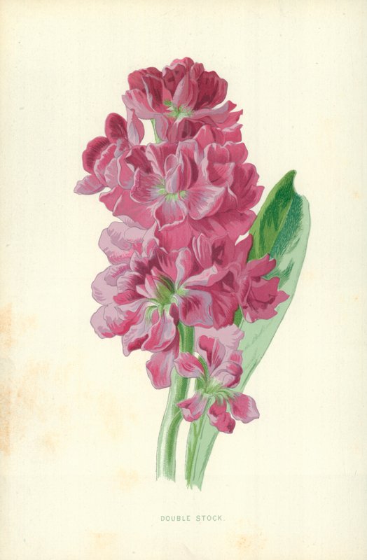 Dubbele Stock door Frederick Edward Hulme