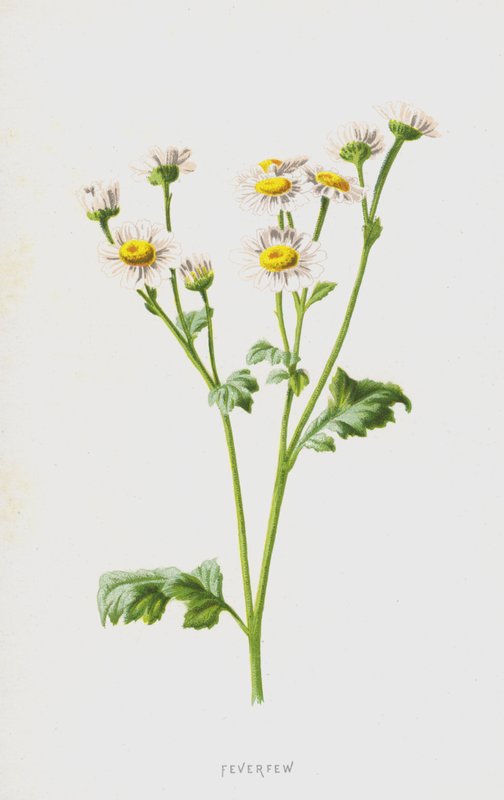 Moederkruid door Frederick Edward Hulme
