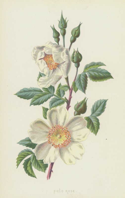 Hondsroos door Frederick Edward Hulme
