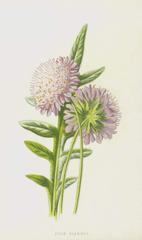 Veldscabiosa door Frederick Edward Hulme