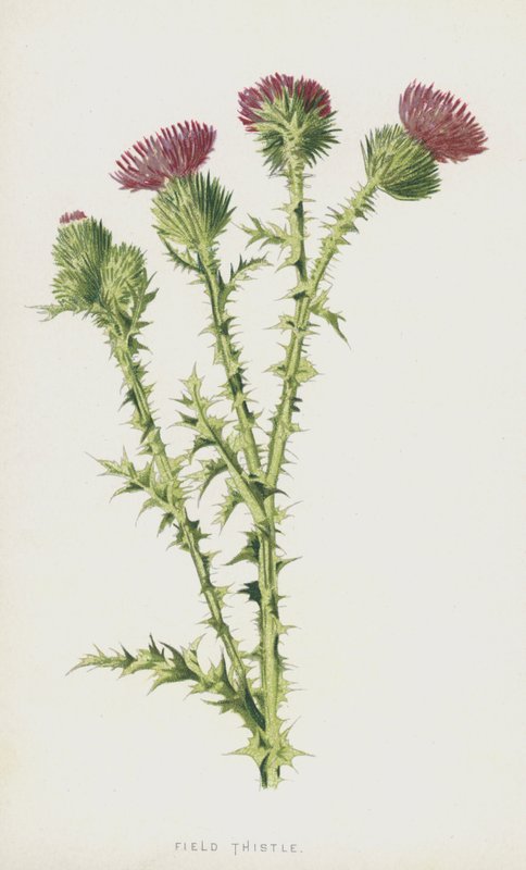 Akkerdistel door Frederick Edward Hulme
