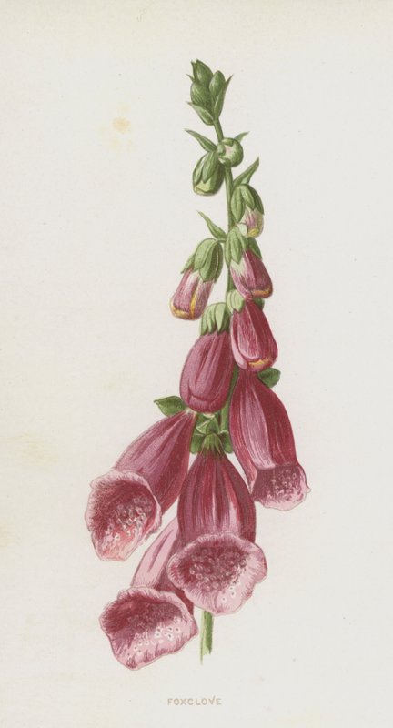 Vingerhoedskruid door Frederick Edward Hulme