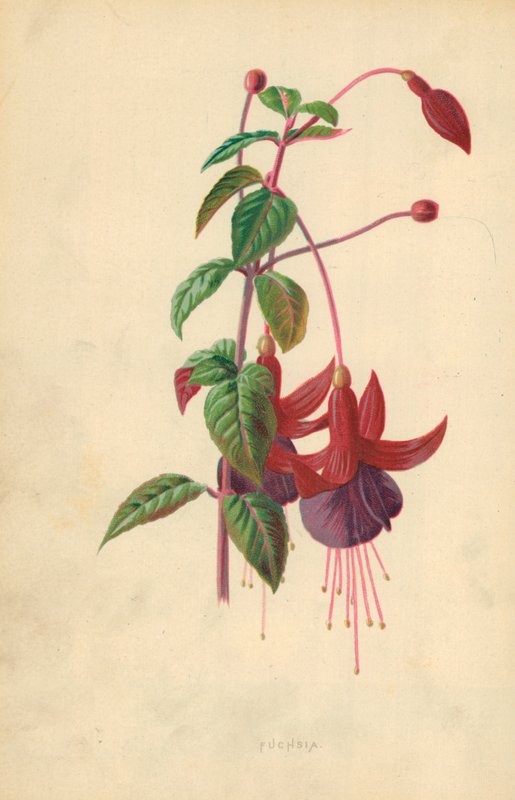 Fuchsia door Frederick Edward Hulme