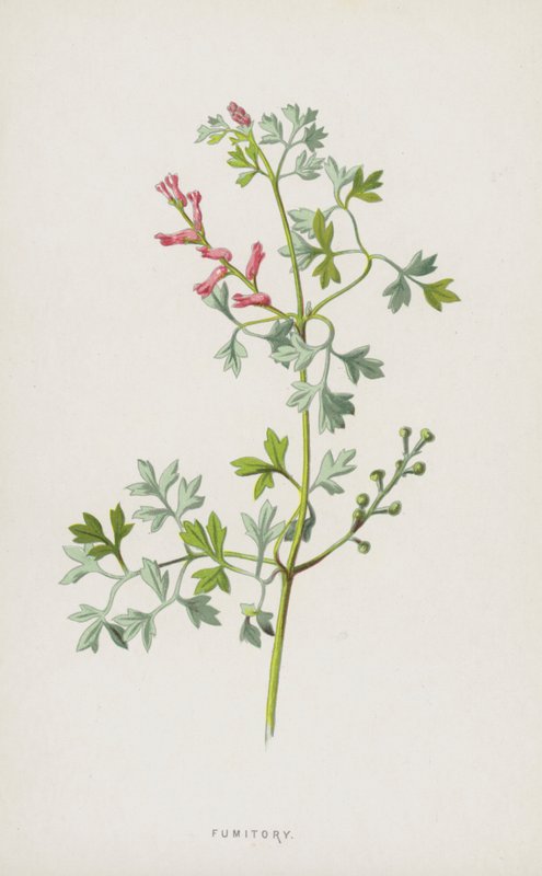 Duivenkervel door Frederick Edward Hulme