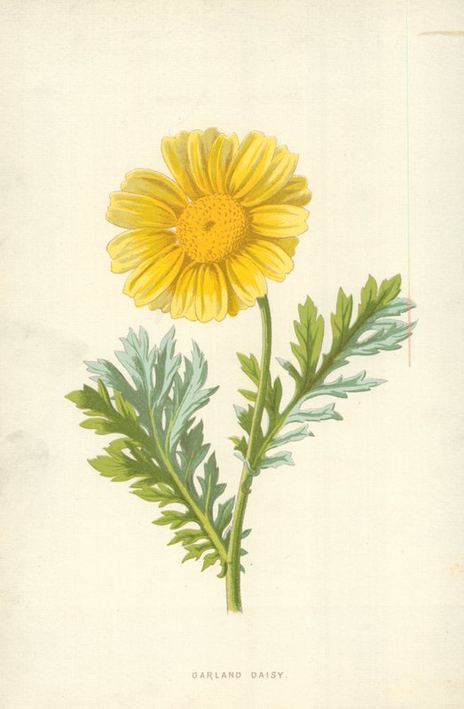 Guirlande Madelief door Frederick Edward Hulme