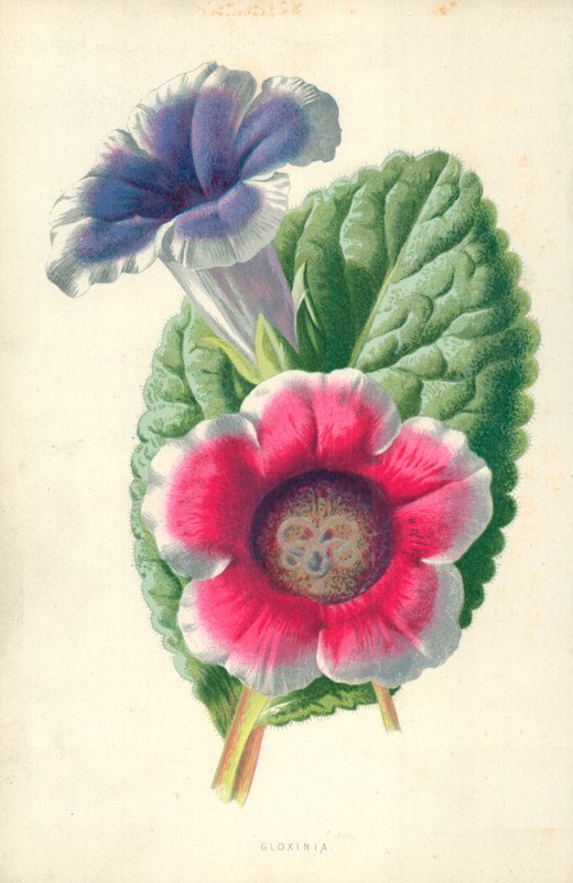 Gloxinia door Frederick Edward Hulme