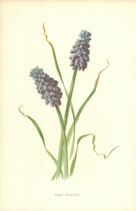 Blauwe Druif door Frederick Edward Hulme