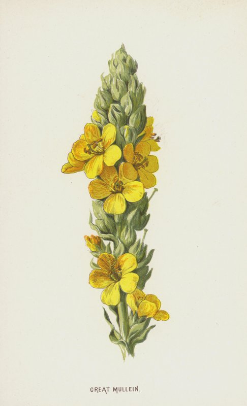 Toorts door Frederick Edward Hulme