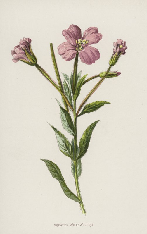 Wilgenroosje door Frederick Edward Hulme