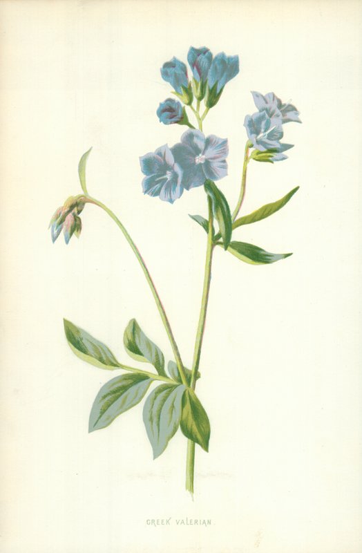 Griekse Valeriaan door Frederick Edward Hulme