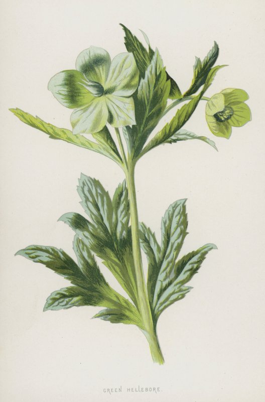 Groene Nieskruid door Frederick Edward Hulme