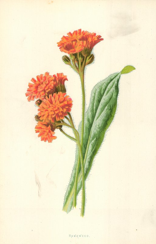 Havikskruid door Frederick Edward Hulme