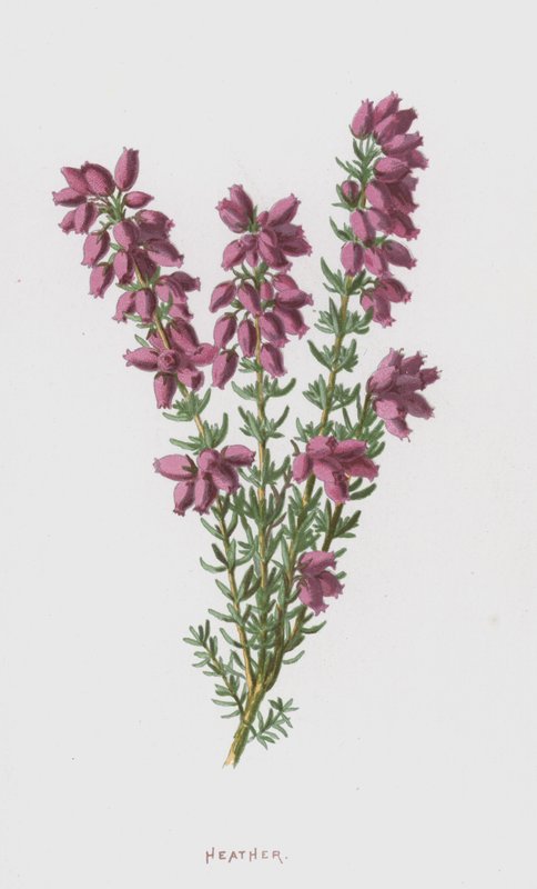 Heide door Frederick Edward Hulme