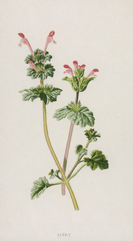 Dove Nettle door Frederick Edward Hulme