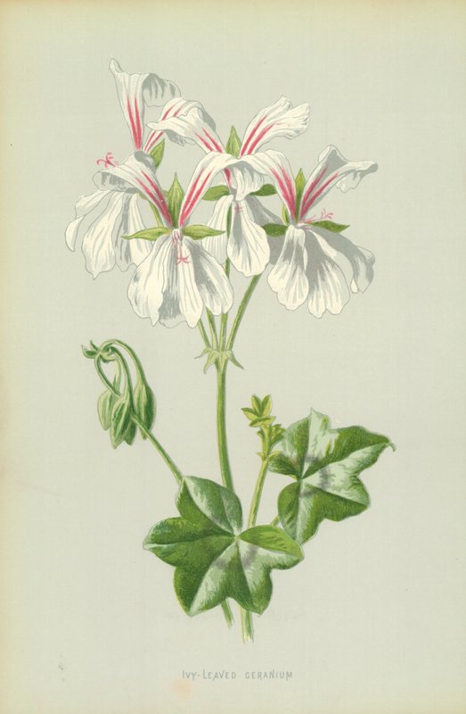 Klimopbladige geranium door Frederick Edward Hulme