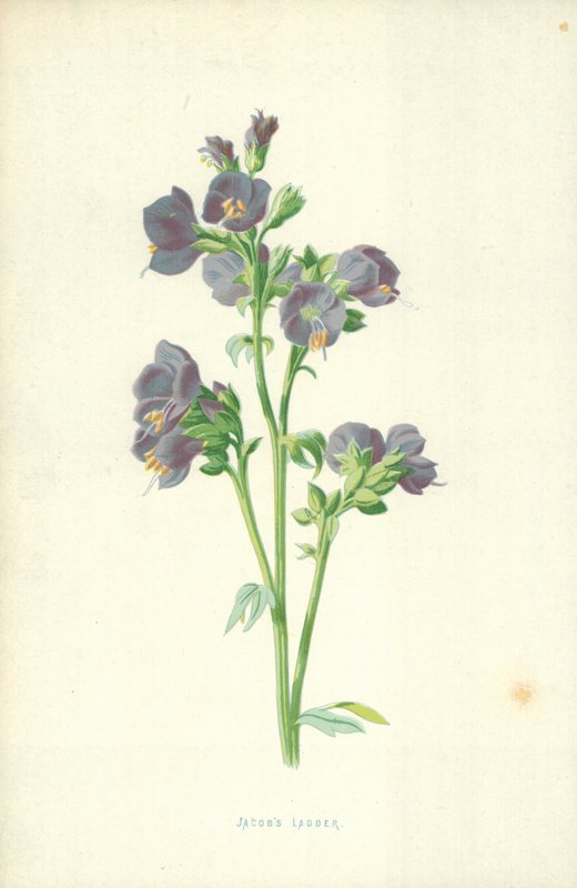 Jacobs Ladder door Frederick Edward Hulme