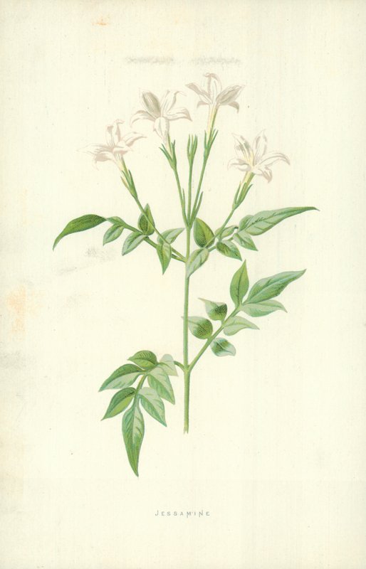 Jasmijn door Frederick Edward Hulme