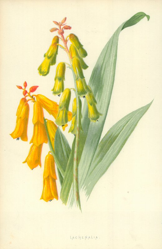 Lachenalia door Frederick Edward Hulme
