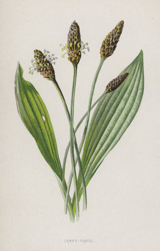 Lamsoren door Frederick Edward Hulme