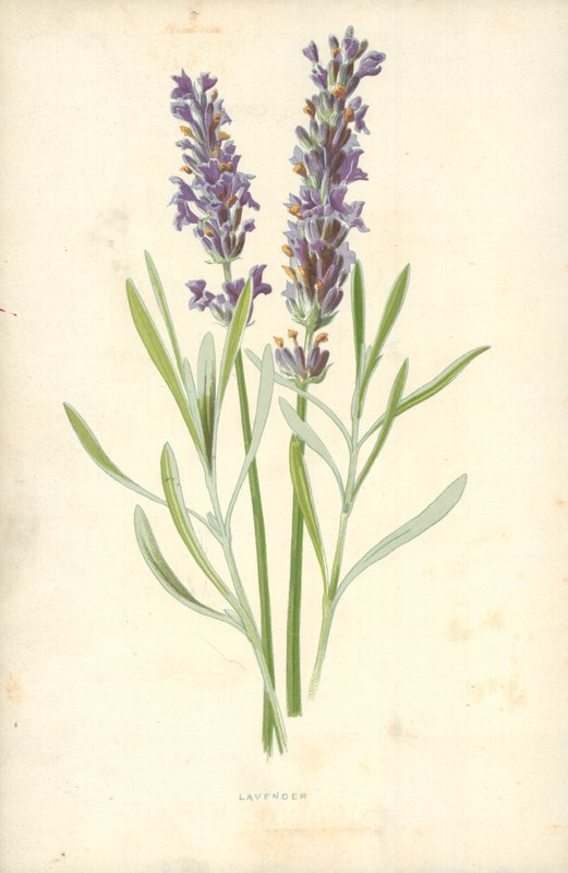 Lavendel door Frederick Edward Hulme