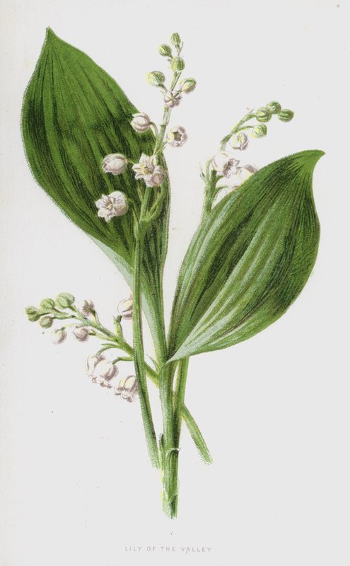 Lelietje-van-dalen door Frederick Edward Hulme