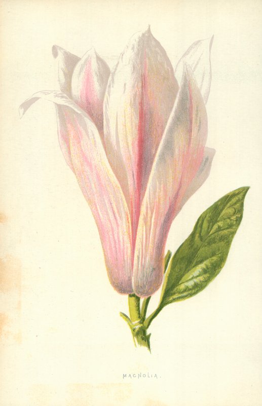 Magnolia door Frederick Edward Hulme
