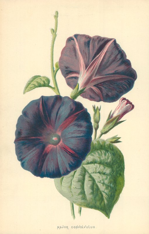 Major Convolvulus door Frederick Edward Hulme