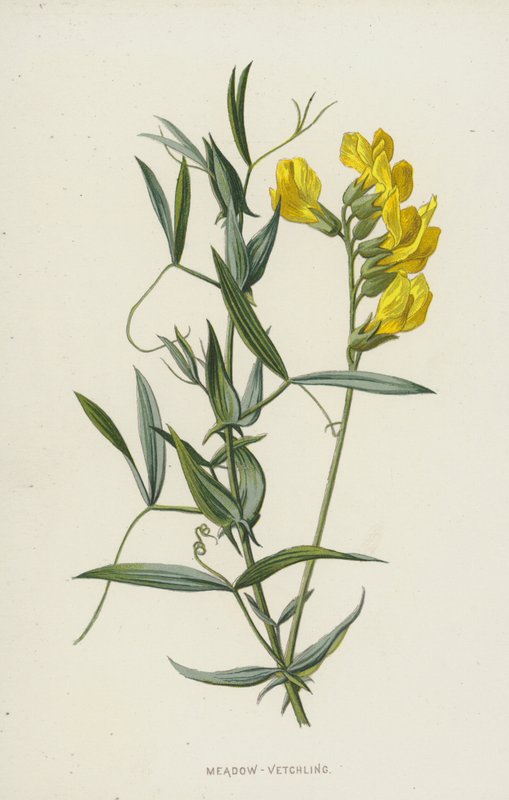 Veldlathyrus door Frederick Edward Hulme