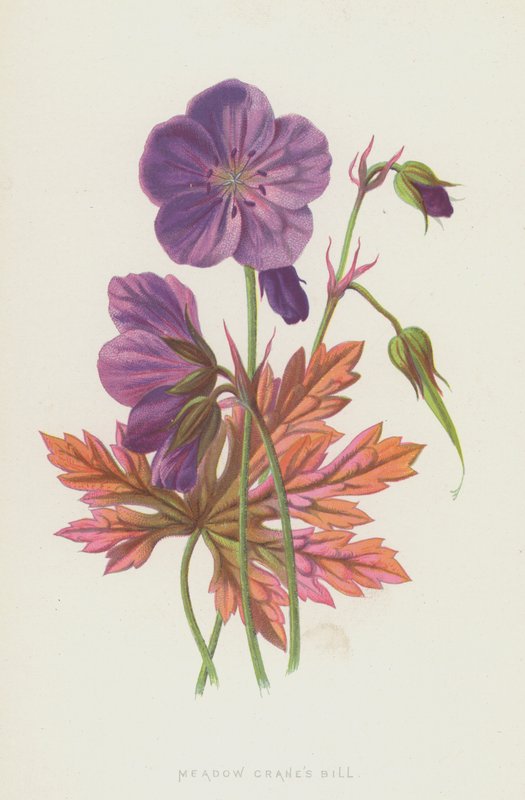 Ooievaarsbek door Frederick Edward Hulme