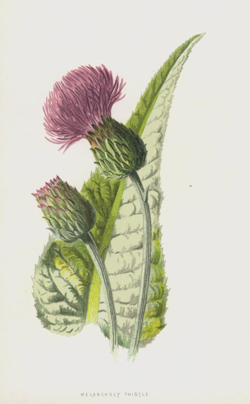 Melancholische distel door Frederick Edward Hulme