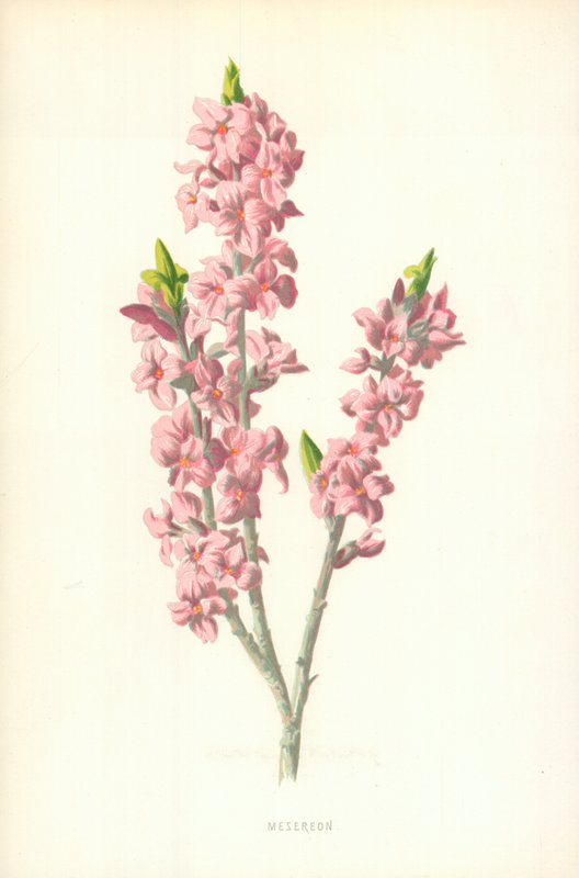 Mesereon door Frederick Edward Hulme