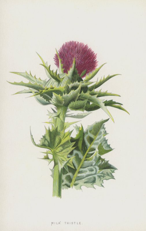 Mariadistel door Frederick Edward Hulme