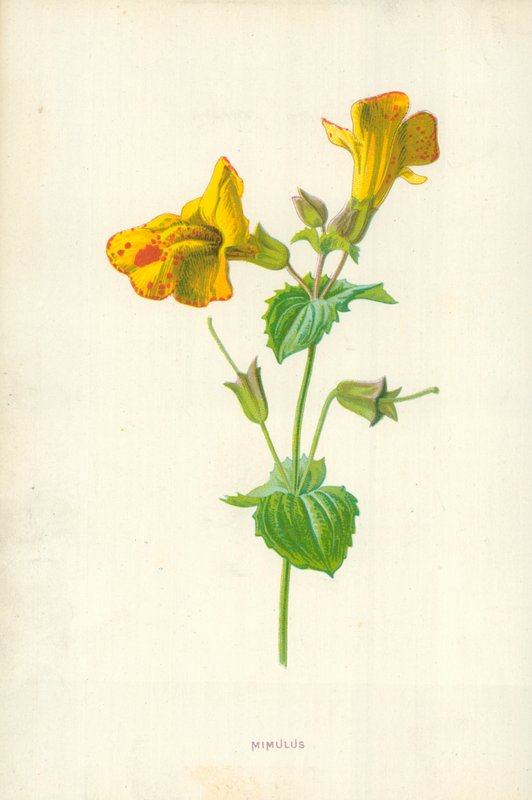 Mimulus door Frederick Edward Hulme