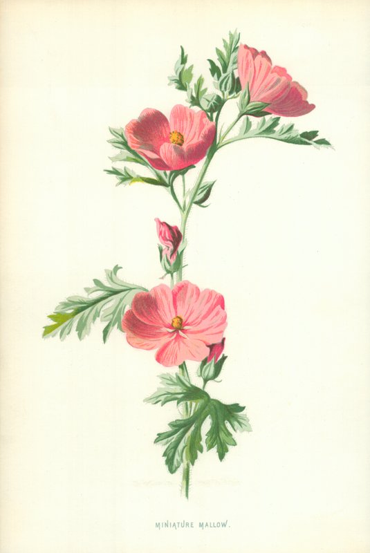 Miniatuur Kaasjeskruid door Frederick Edward Hulme