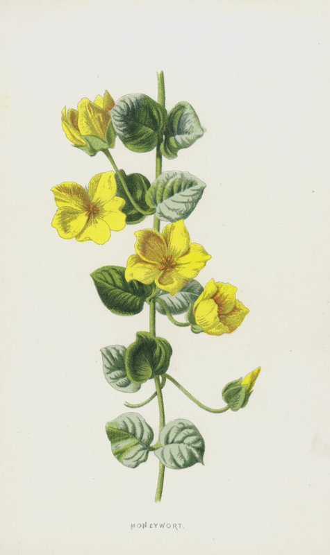 Penningkruid door Frederick Edward Hulme